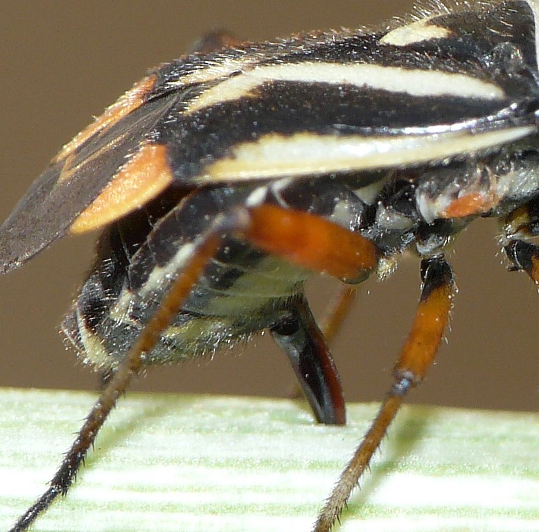 Cosa fa........???? Brachycoleus cf decolor che ovidepone